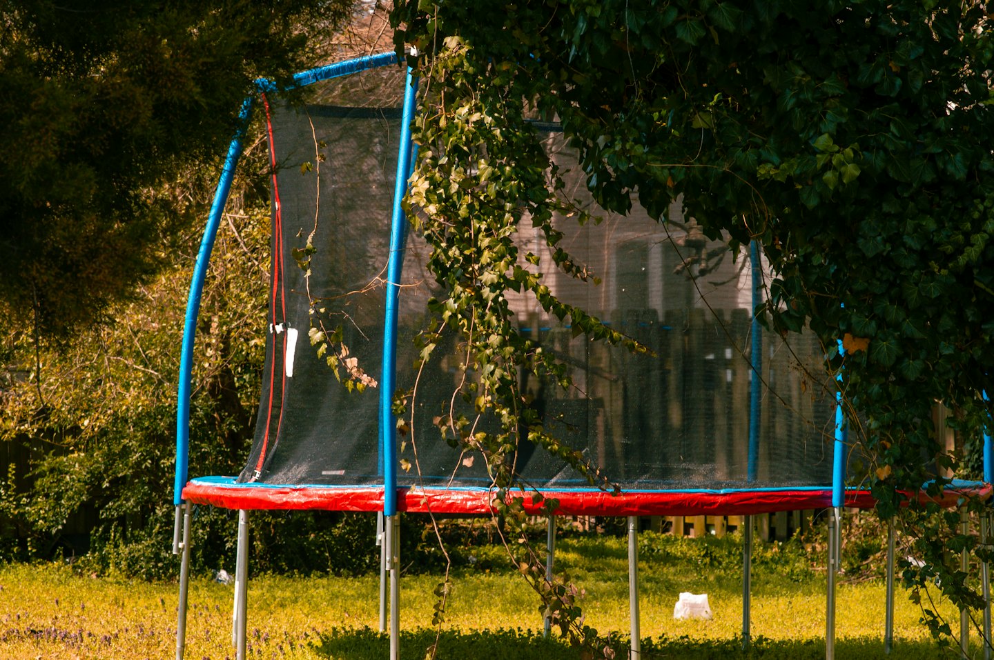 A backyard trampoline partially overgrown with lush green ivy.